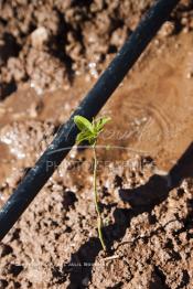 Image du Maroc Professionnelle de  Système moderne d'arrosage qui laisse passer l’eau petit à petit, dit "goutte à goutte" dans une nouvelle ferme où l’on procède à la plantation d'orangers à Chichaoua, Mardi 27 Février 2007. (Photo / Abdeljalil Bounhar)